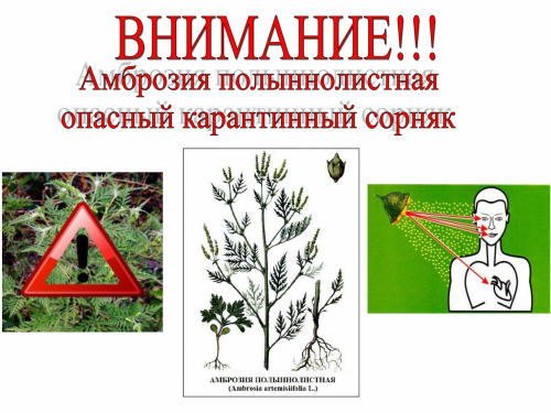 Амброзия полыннолистная - опасный карантинный сорняк